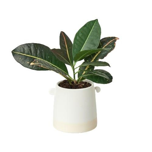 Modern 5" Knob Cylinder Pot Ceramic Vase for Plants and Decor - Bumble Plants