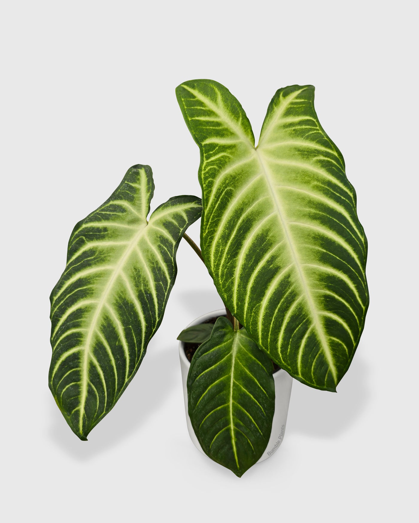 Xanthosoma 'Lendenii' Angel Wing