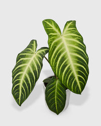 Xanthosoma 'Lendenii' Angel Wing