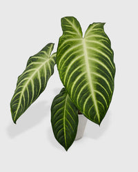 Xanthosoma 'Lendenii' Angel Wing
