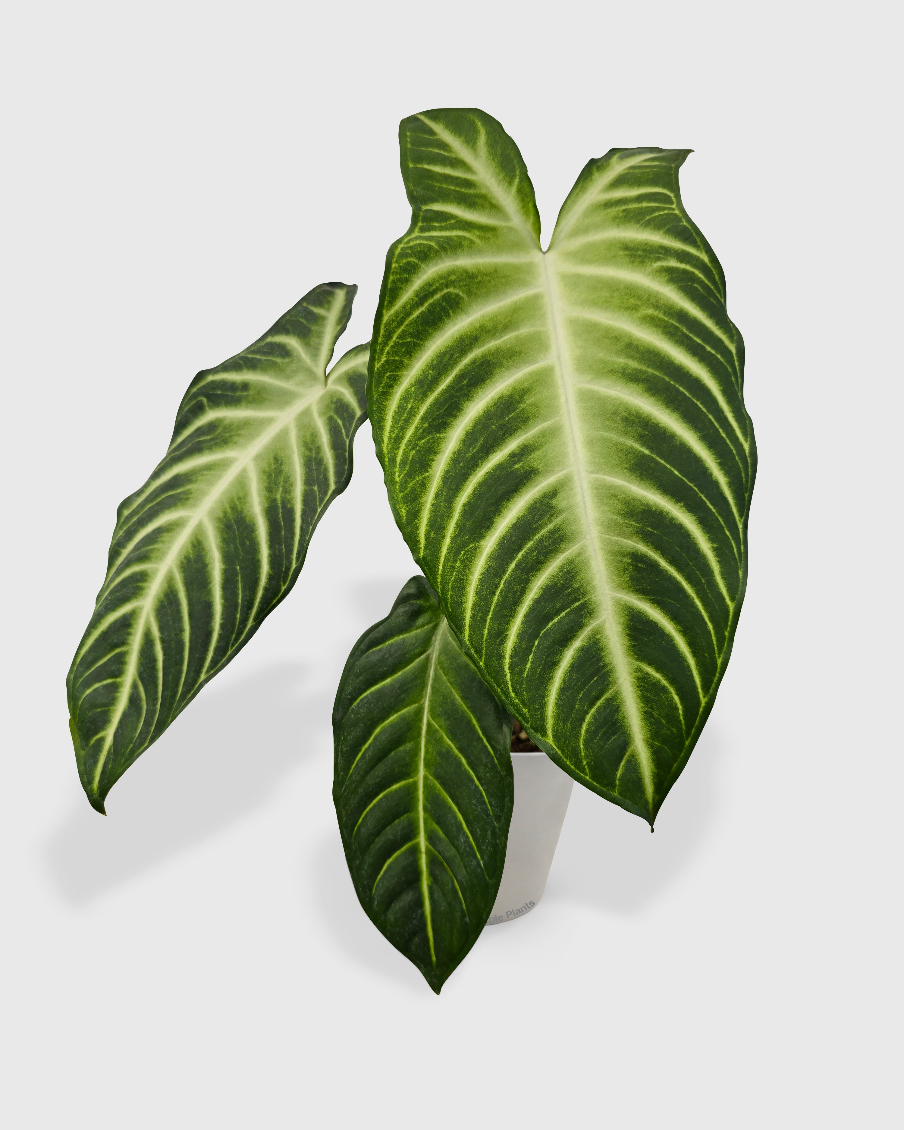 Xanthosoma 'Lendenii' Angel Wing