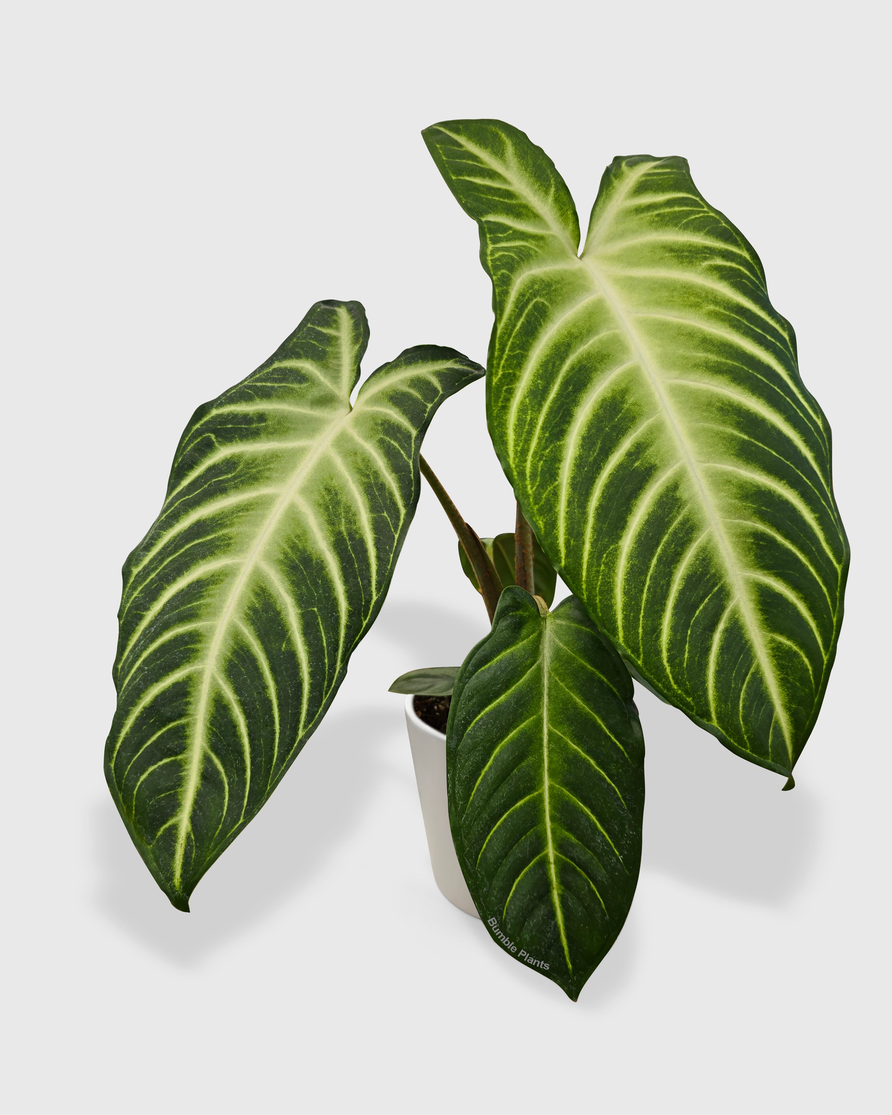Xanthosoma 'Lendenii' Angel Wing