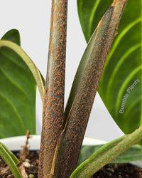 Xanthosoma 'Lendenii' Angel Wing