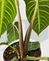 Xanthosoma 'Lendenii' Angel Wing