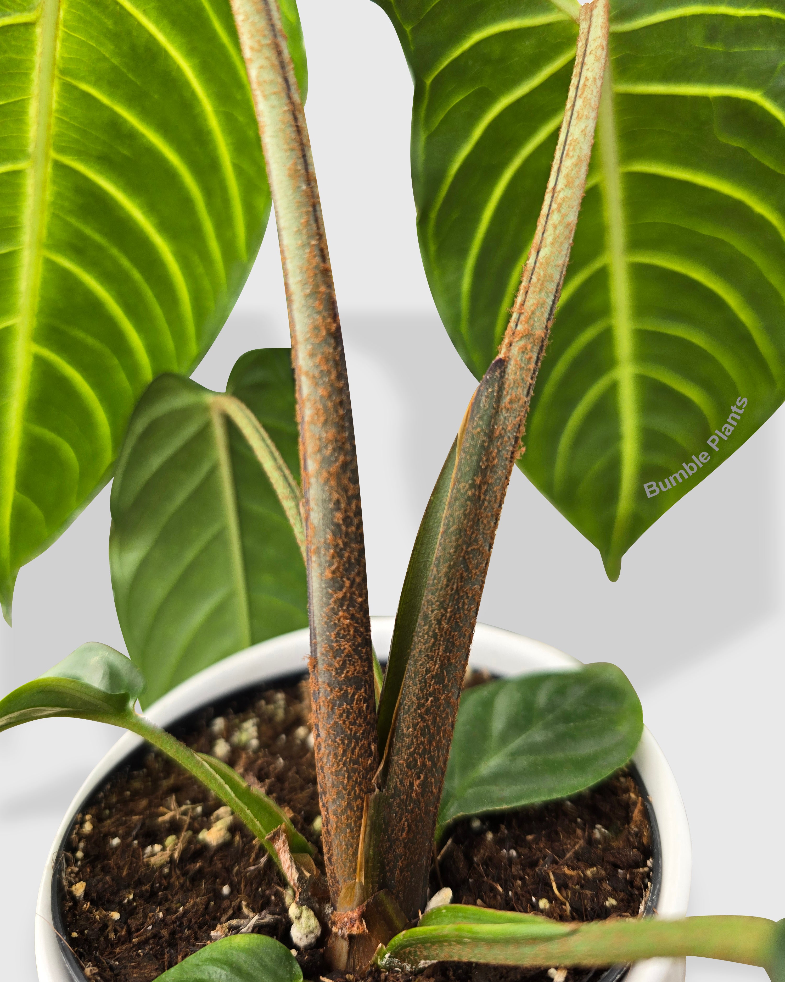 Xanthosoma 'Lendenii' Angel Wing