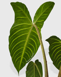 Xanthosoma 'Lendenii' Angel Wing