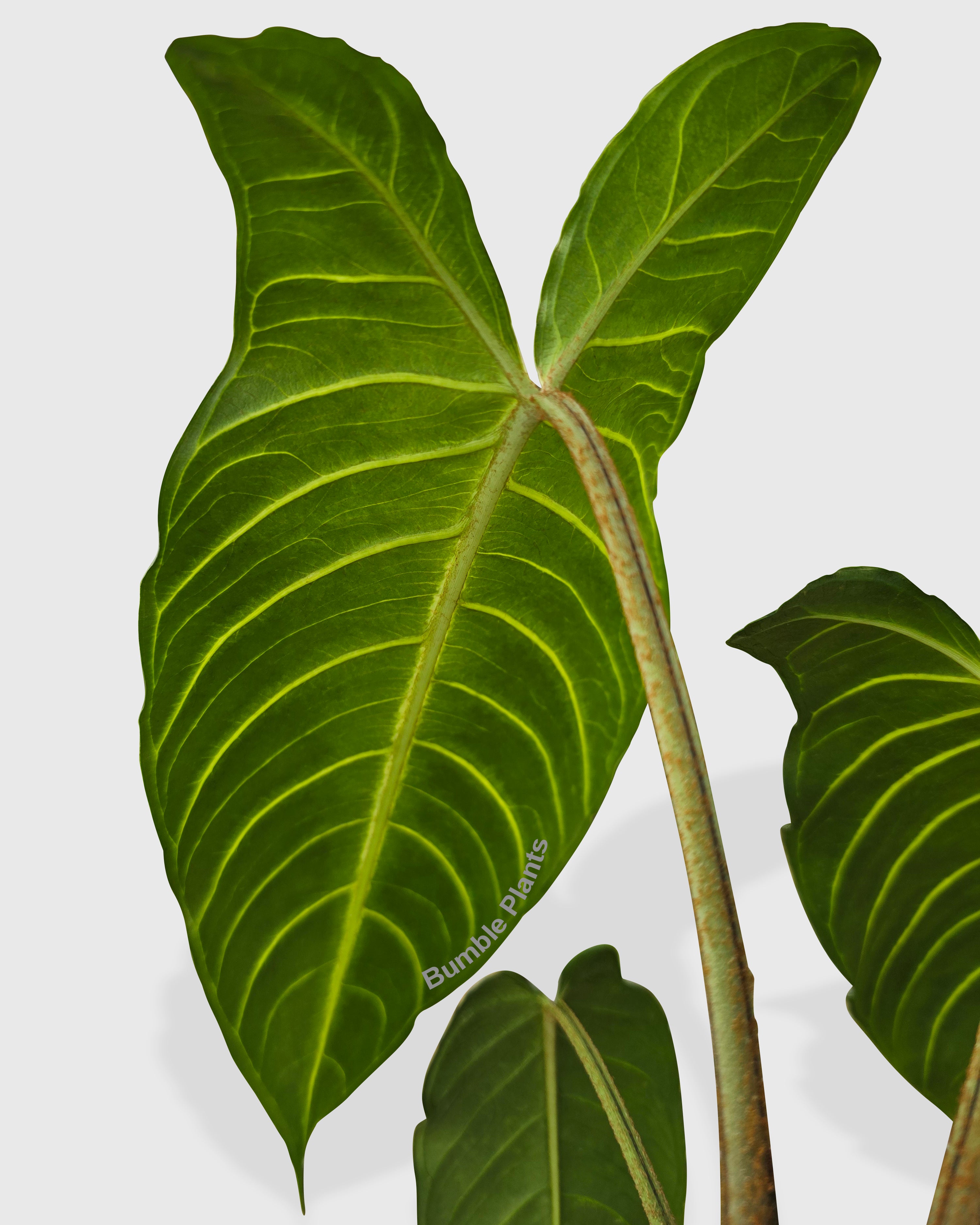 Xanthosoma 'Lendenii' Angel Wing