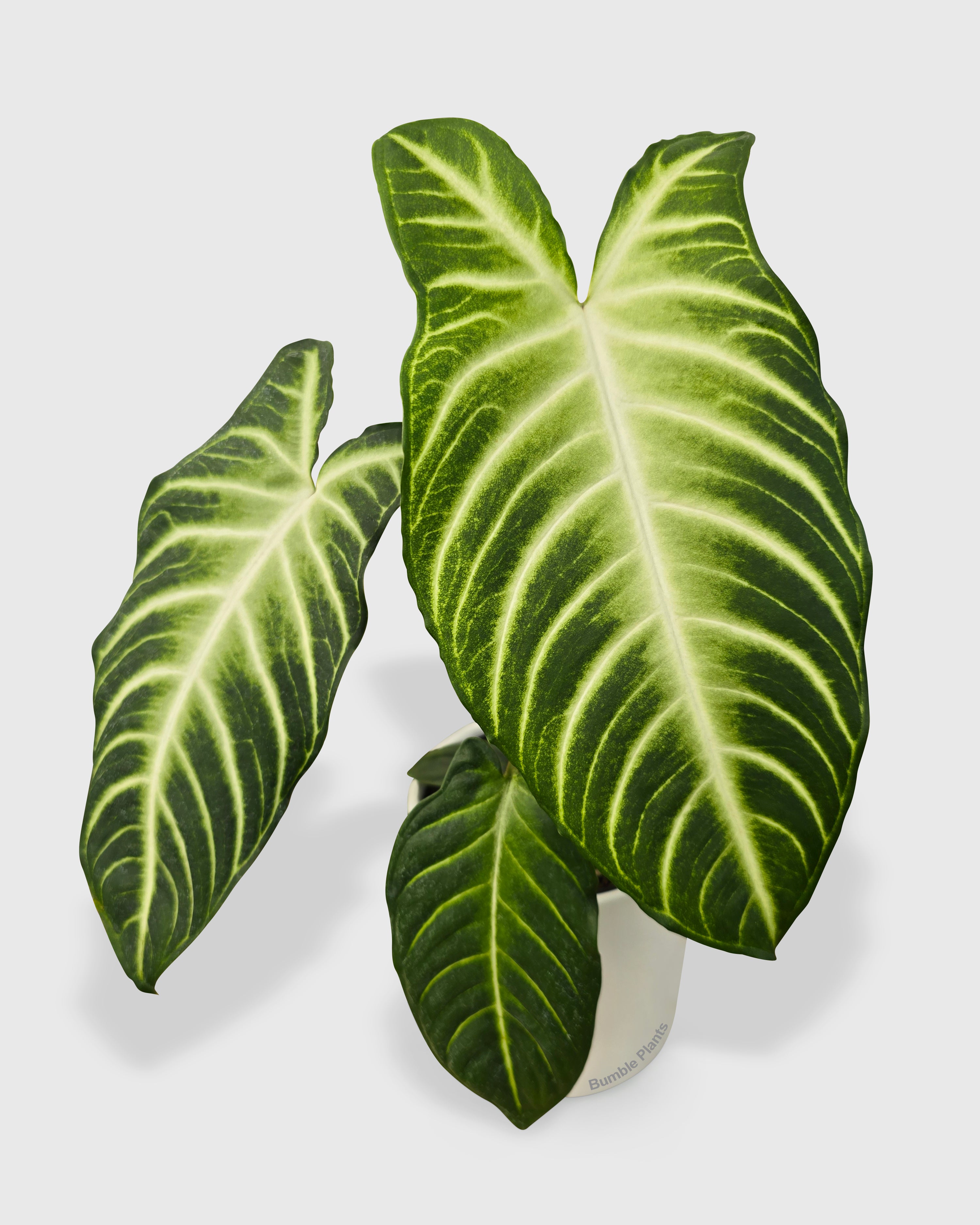 Xanthosoma 'Lendenii' Angel Wing