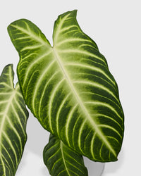 Xanthosoma 'Lendenii' Angel Wing