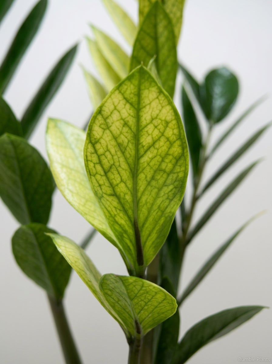 Zamioculcas Zamiifolia ZZ 'Chameleon' Plant