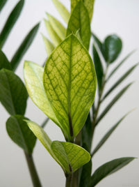 Zamioculcas Zamiifolia ZZ 'Chameleon' Plant