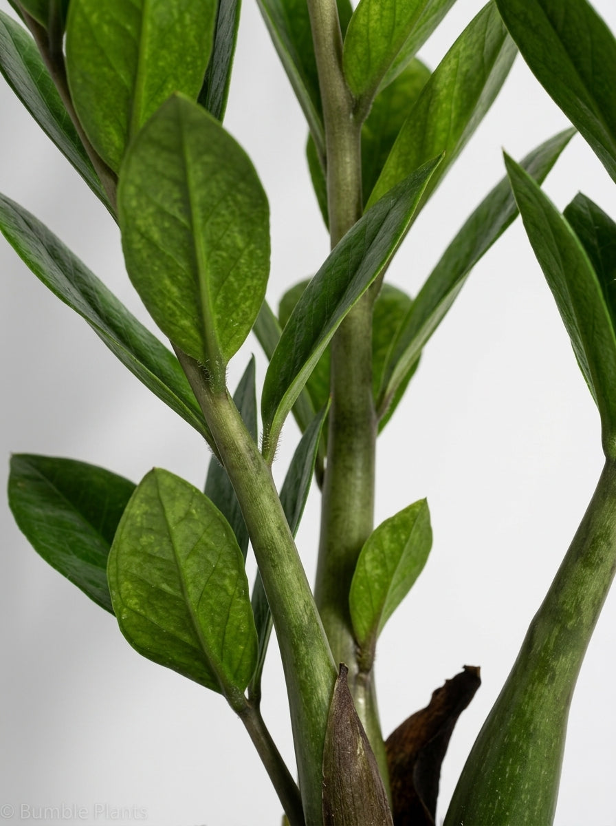 Zamioculcas Zamiifolia ZZ 'Chameleon' Plant