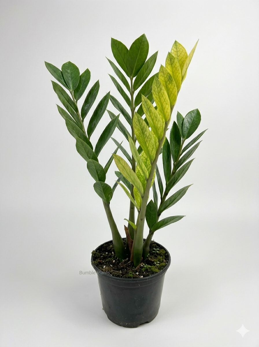 Zamioculcas Zamiifolia ZZ 'Chameleon' Plant
