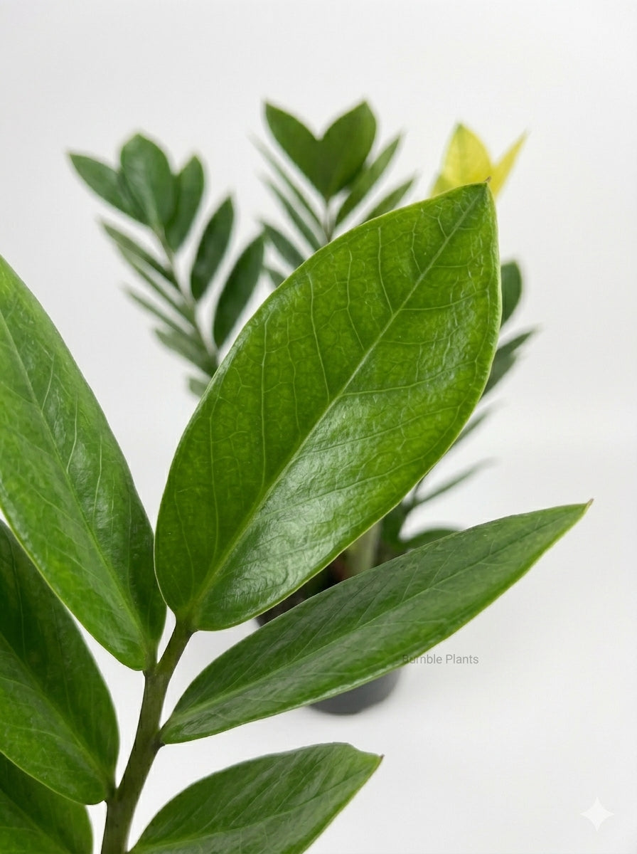 Zamioculcas Zamiifolia ZZ 'Chameleon' Plant