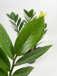 Zamioculcas Zamiifolia ZZ 'Chameleon' Plant