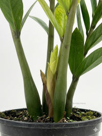 Zamioculcas Zamiifolia ZZ 'Chameleon' Plant
