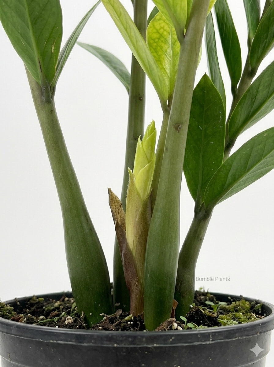 Zamioculcas Zamiifolia ZZ 'Chameleon' Plant