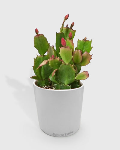 Zygocactus 'Christmas Cactus'