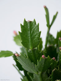 Zygocactus 'Christmas Cactus'