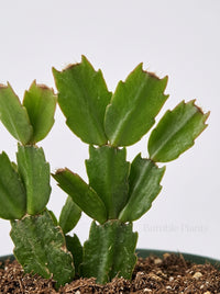Zygocactus 'Christmas Cactus'