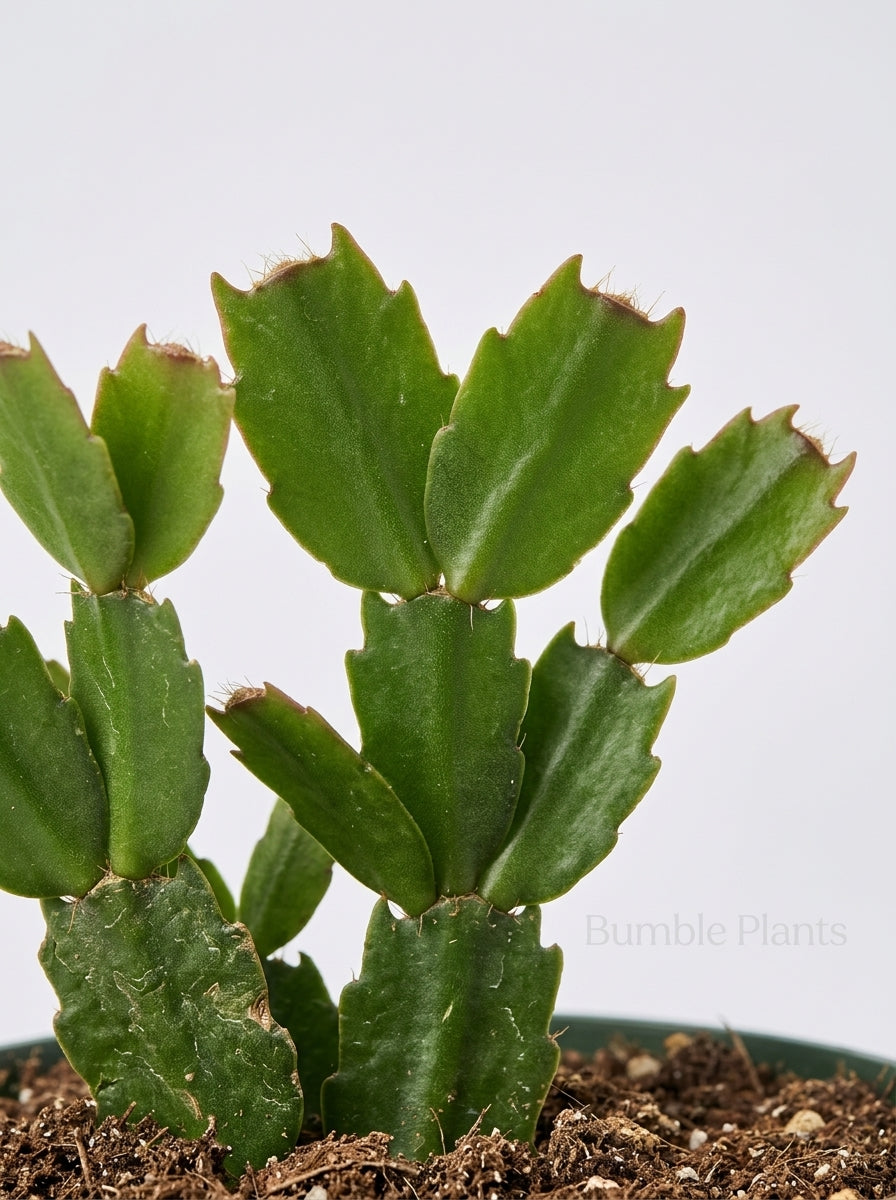 Zygocactus 'Christmas Cactus'