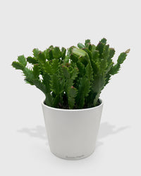 Zygocactus 'Christmas Cactus'
