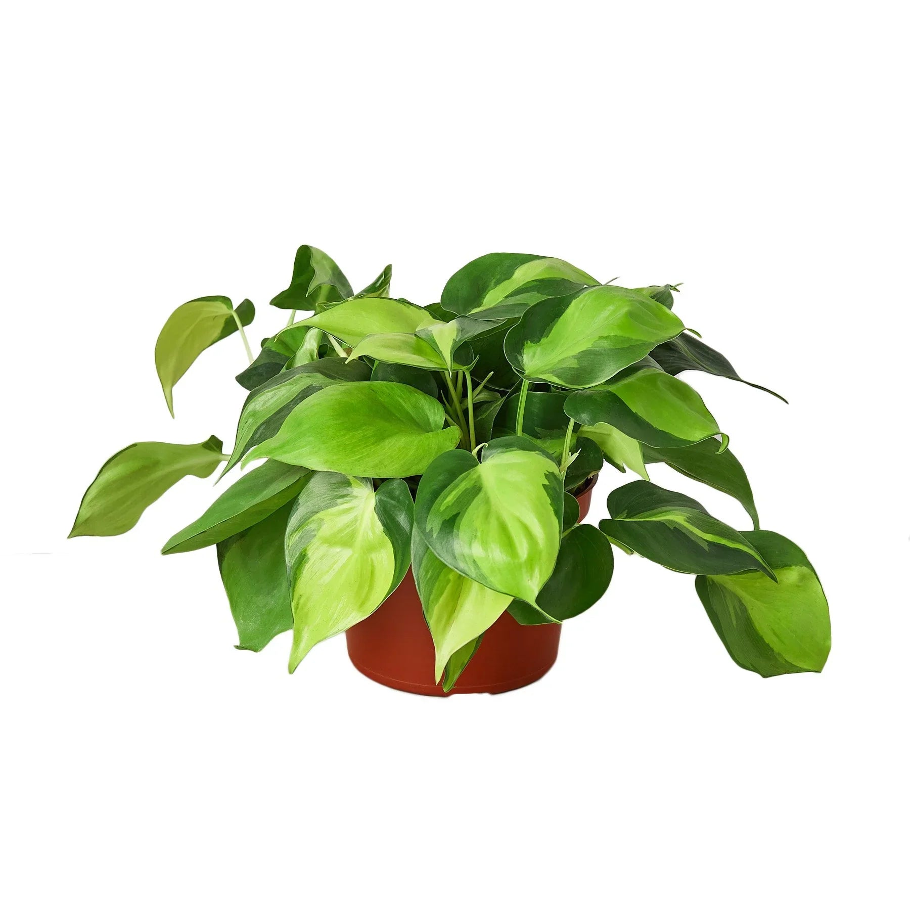 Philodendron Hederaceum Brasil