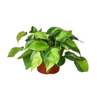 Philodendron Hederaceum Brasil