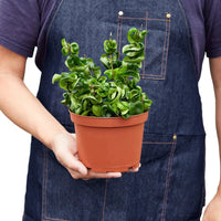 Hoya Hindu Rope Krinkle Curl