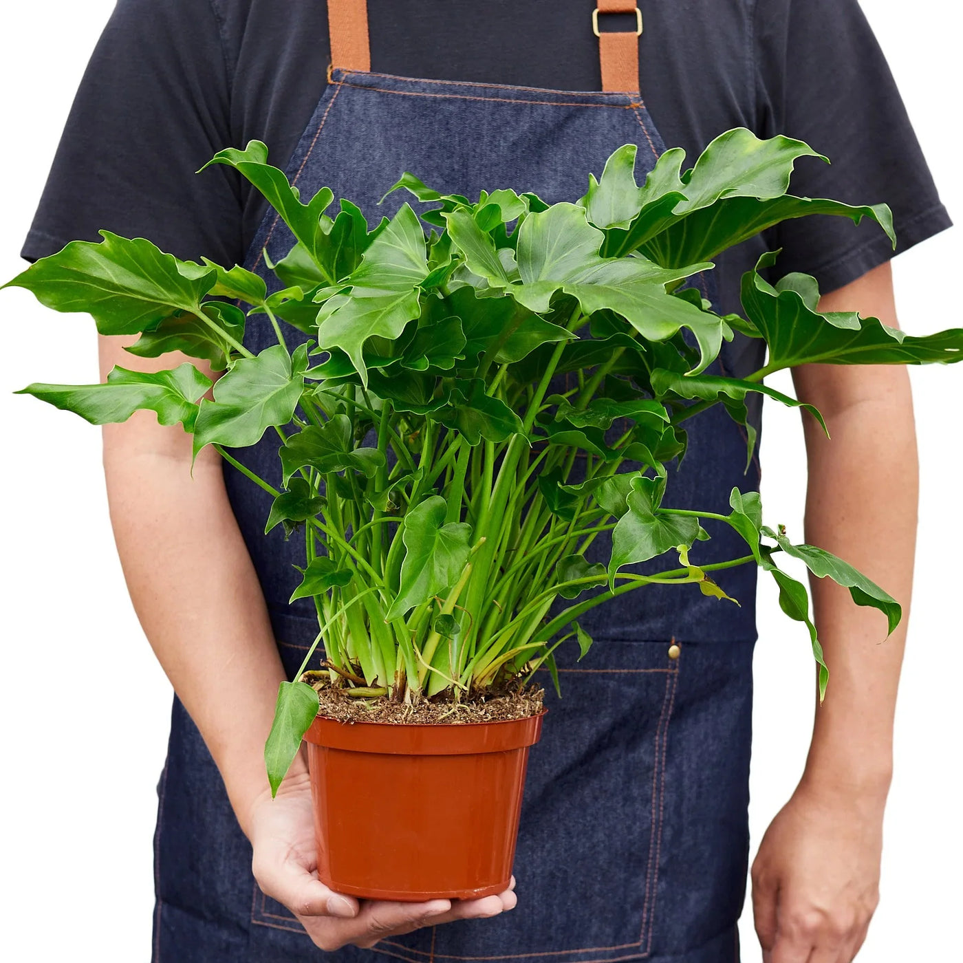 philodendron bipinnatifidum as a houseplant Philodendron ‘Little Hope' 6" Pot