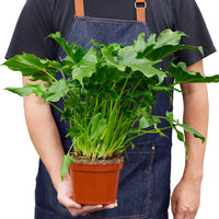 Philodendron Bipinnatifidum 'Little Hope'