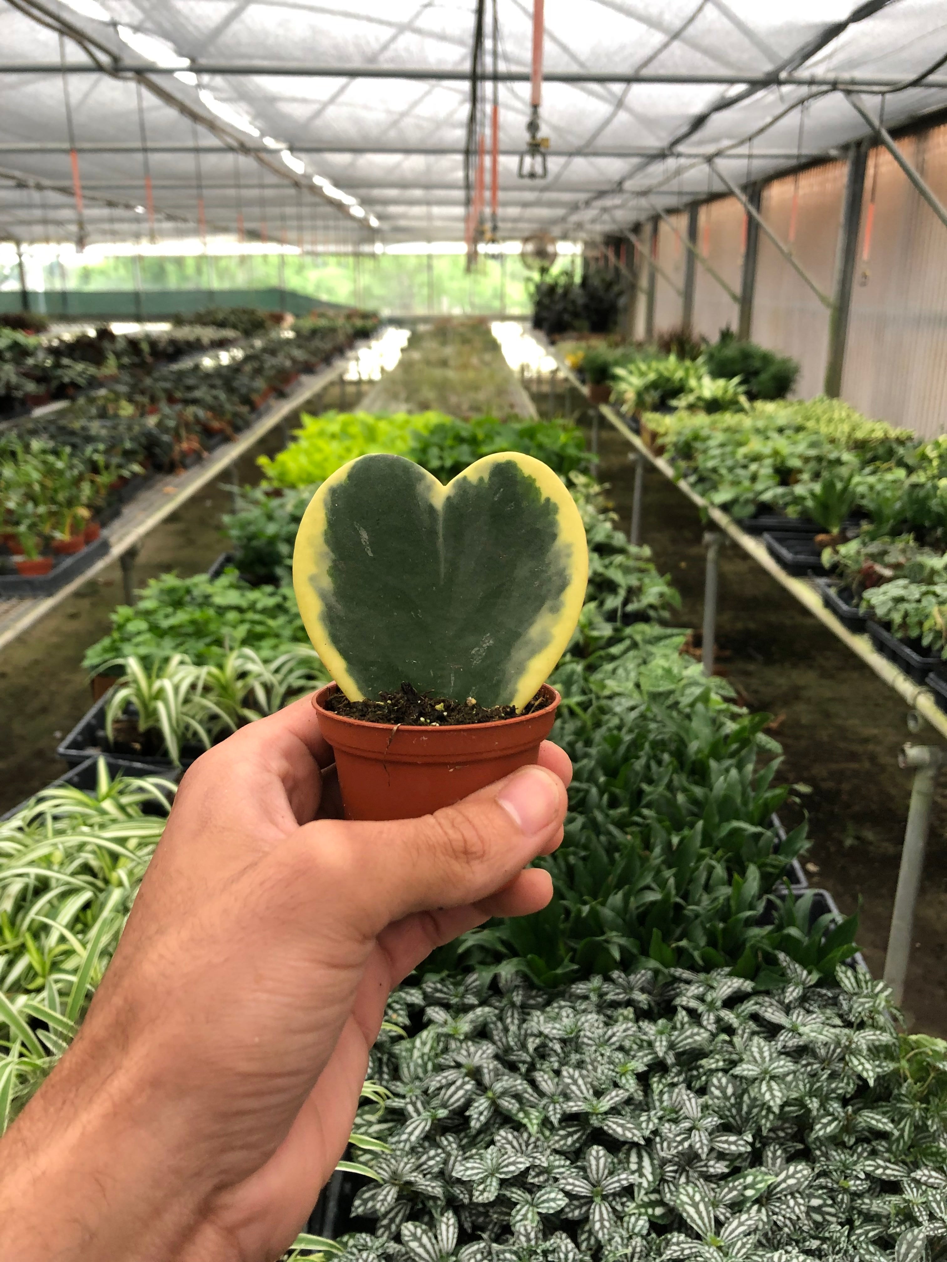 Variegated Sweetheart Hoya Kerrii Albo