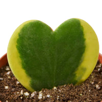 Variegated Sweetheart Hoya Kerrii Albo