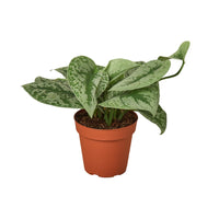 Scindapsus Pictus 'Exotica' Pothos