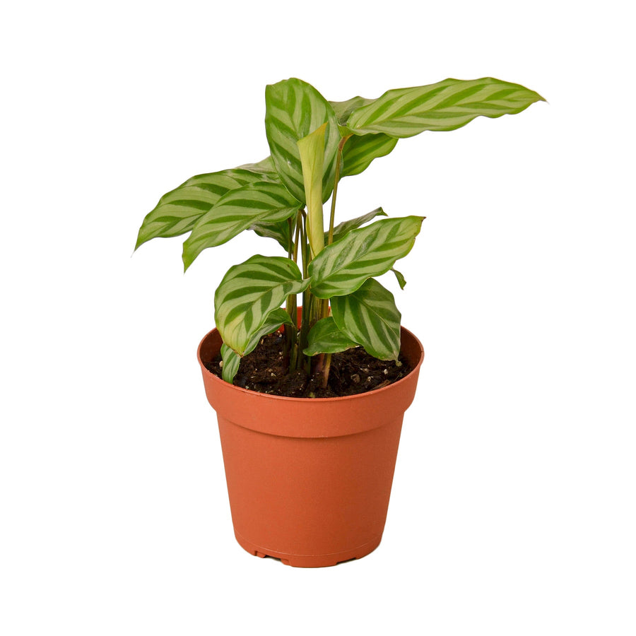 Calathea Freddie