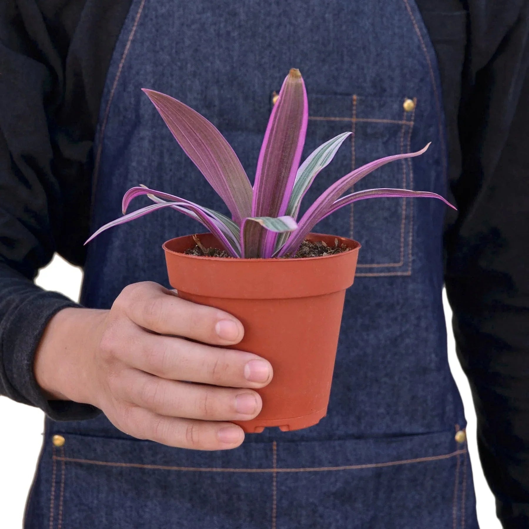 Rhoeo Tricolor Tradescantia Oyster Plant