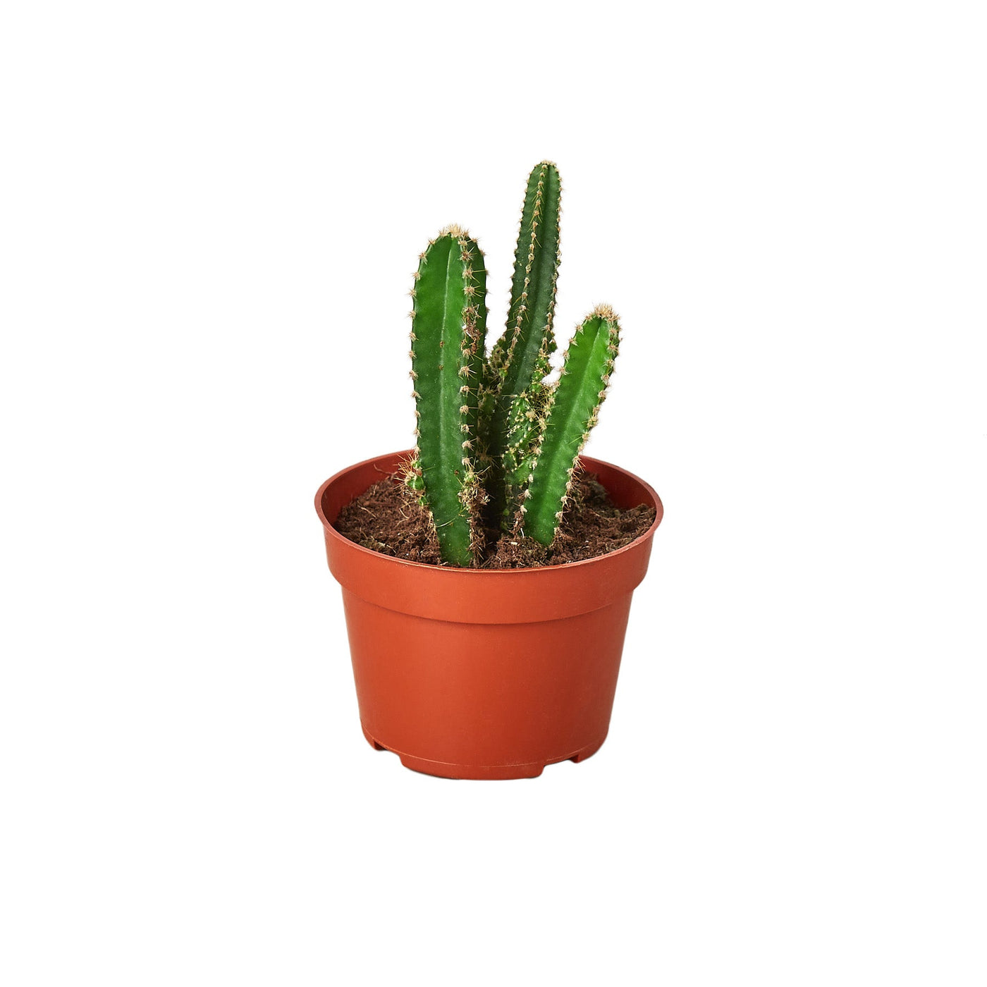 Fairy Castle Cactus 'Acanthocereus Tetragonus'