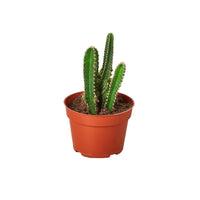 Fairy Castle Cactus 'Acanthocereus Tetragonus'