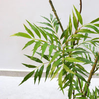 5.9 Ft. Artificial Mahonia Fortunei Tree, Fake Plants with Planter, Faux Floor Plants