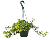 Hedera Helix English Ivy Gold Child