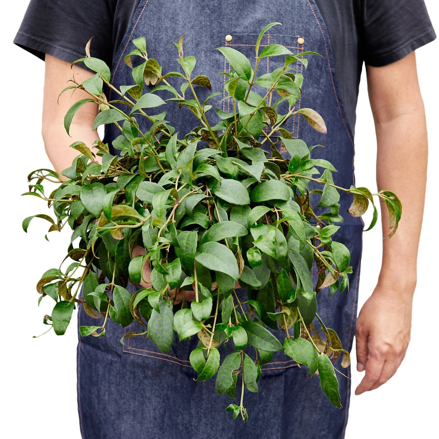 Black Pagoda Panther Lipstick Plant