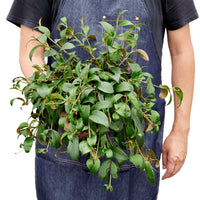 Black Pagoda Panther Lipstick Plant