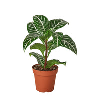 Aphelandra Squarrosa 'Zebra Plant'