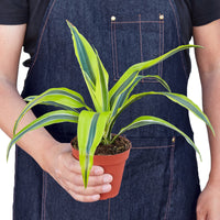Dracaena Lemon Lime