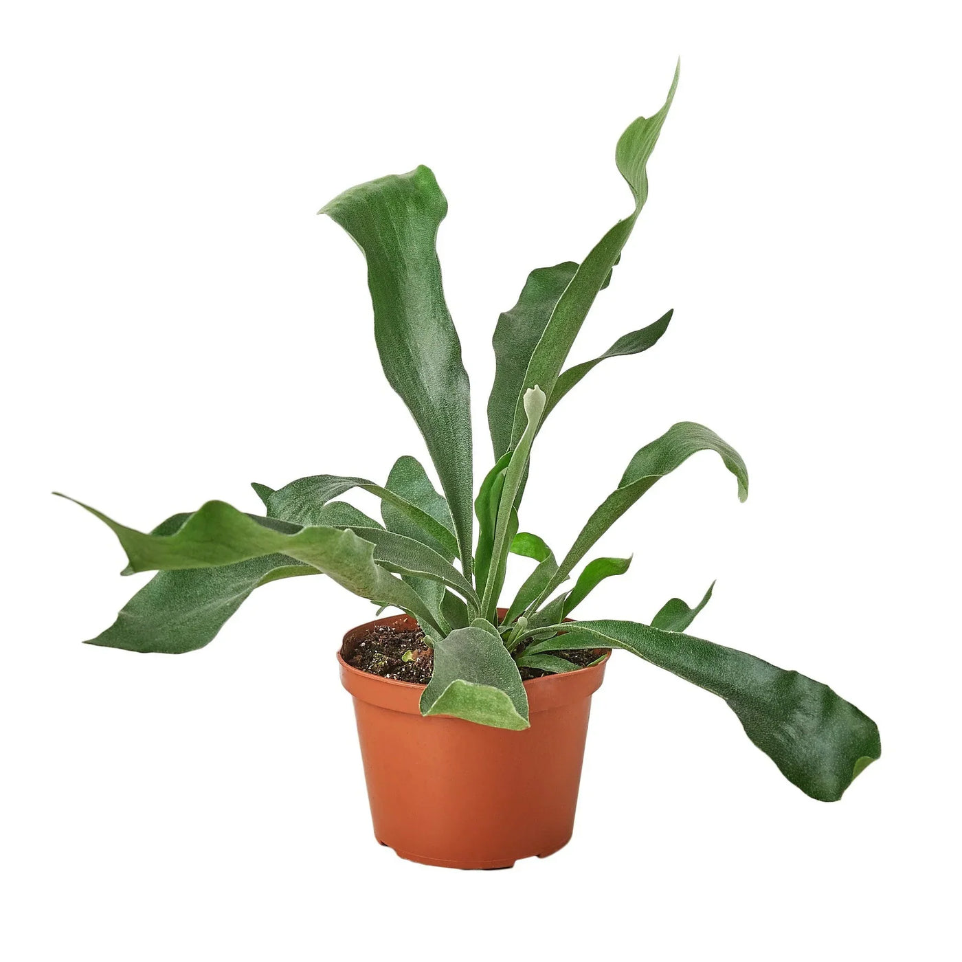 Platycerium Bifurcatum Staghorn Fern