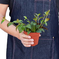 Black Pagoda Panther Lipstick Plant