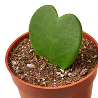 Sweetheart Hoya Kerrii Heart
