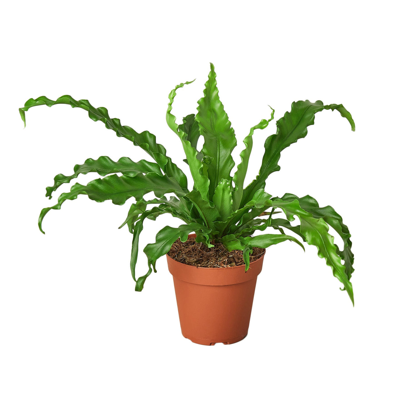 Asplenium Antiquum Bird’s Nest 'Victoria' Fern