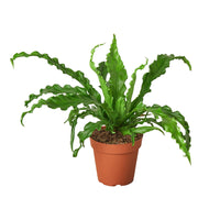 Asplenium Antiquum Bird’s Nest 'Victoria' Fern