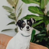 dog image